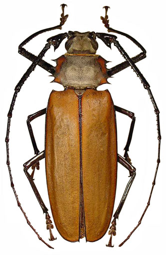 callipogon